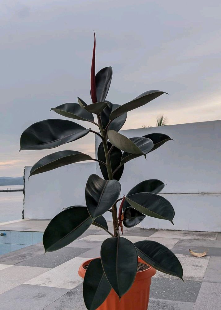 Rubber Plant (indoor & outdoor)