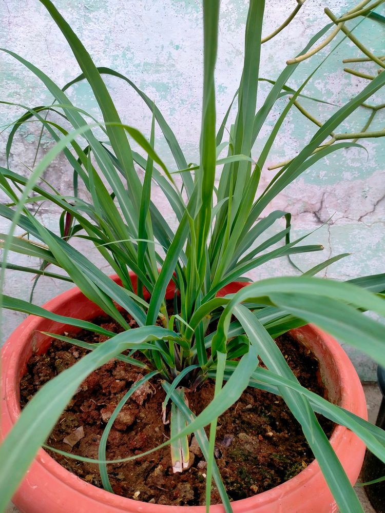 Lemon Grass Live Plant