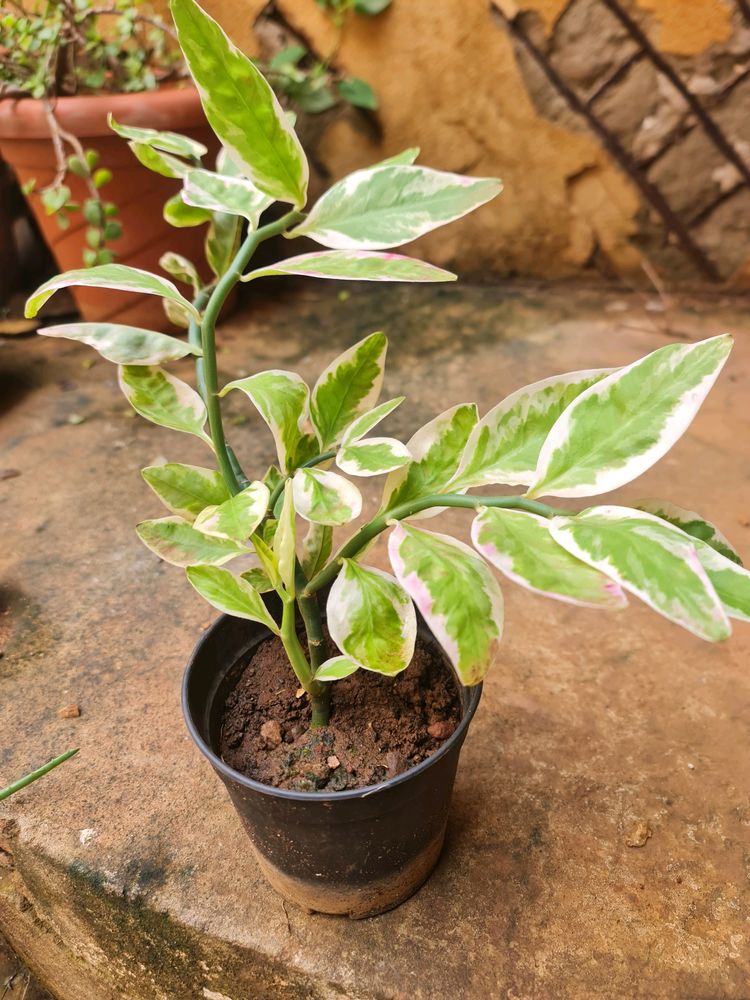 Devils Backbone Live Plant