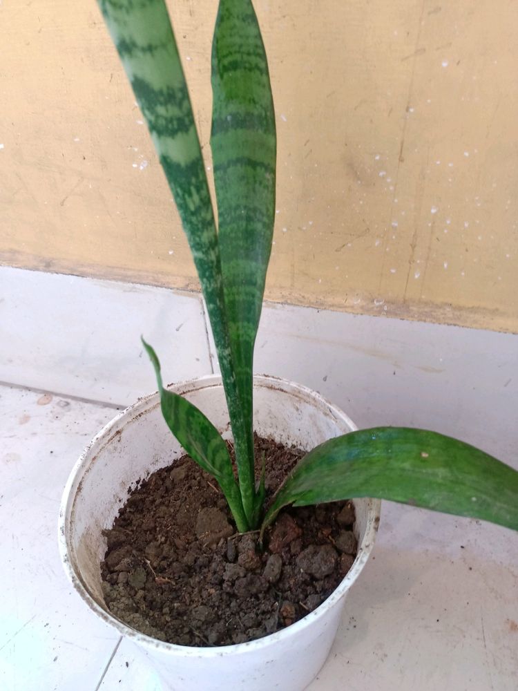 Original Oxygen Snake Plant