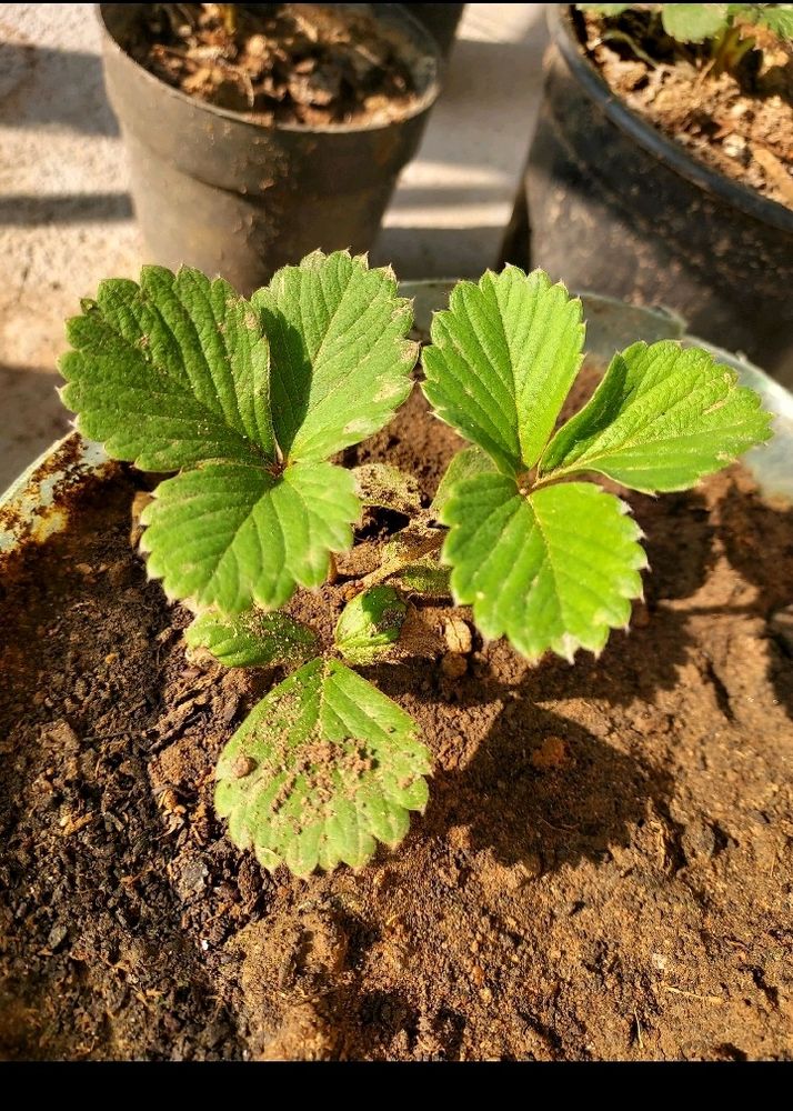 Hybrid Strawberry Plant